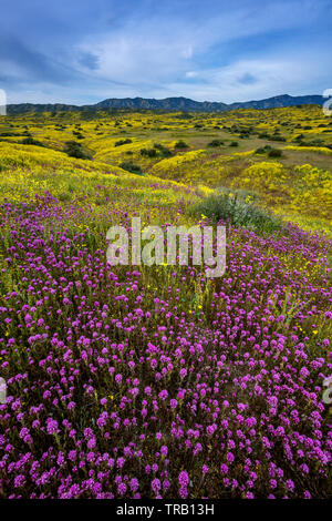 Civette trifoglio, Monolopia, Caliente gamma, Carrizo Plain monumento nazionale, San Luis Obispo County, California Foto Stock