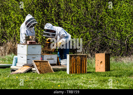 Irriconoscibile apicoltori ispezionando i vassoi di covata dal Beehive super Foto Stock