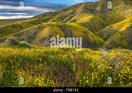 Civette trifoglio, Monolopia, Fiddlenecks, gamma Tremblor, Carrizo Plain monumento nazionale, San Luis Obispo County, California Foto Stock