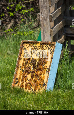 Primo piano delle api sul telaio dal Beehive super Foto Stock