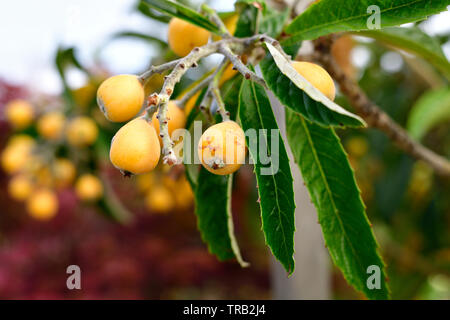 Nespole del Giappone frutti sul ramo Foto Stock