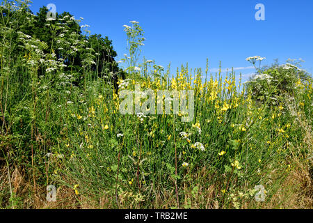 Senape selvatica pianta con fiori di colore giallo Foto Stock