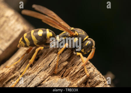 Carta europea wasp (Polistes gallicus) sulla tavola di legno Foto Stock