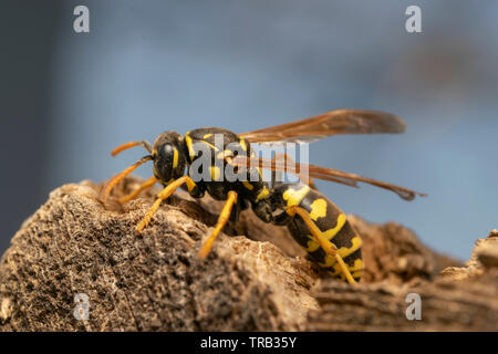 Carta europea wasp (Polistes gallicus) sulla tavola di legno Foto Stock