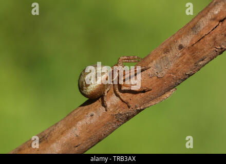 Un ragno granchio, Thomisidae, appollaiate su un ramo in corrispondenza del bordo del bosco. Foto Stock