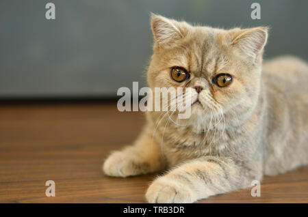 Esotico gatto Shorthair con gli occhi larghi seduti su un tavolo di legno guardando in macchina fotografica dando espressioni divertenti Foto Stock