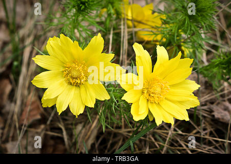 Il giallo dei fiori di foresta Adonis vernalis (fagiano's eye, molla fagiano's eye, giallo fagiano's eye, il Veratro nero). La pianta è velenosa, contengono Foto Stock