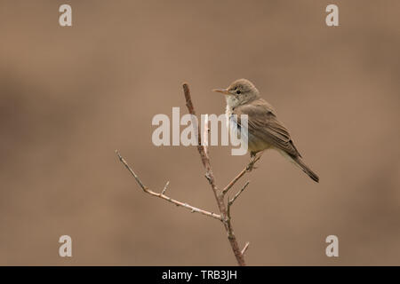Splendide foto di uccelli. Eastern olivaceous trillo / Iduna pallida Foto Stock