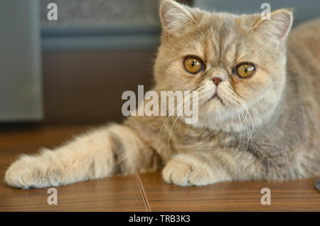 Esotico gatto Shorthair con gli occhi larghi seduti su un tavolo di legno guardando in macchina fotografica dando espressioni divertenti Foto Stock