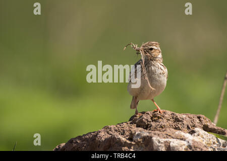 Woodlark (Lullula arborea), Monte Aragats, Armenia. Foto Stock