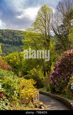 Irlanda del Nord, Co Down, Bryansford, Tollymore Forest Park, il percorso attraverso la fioritura di rododendro Shimna verso il percorso del fiume Foto Stock