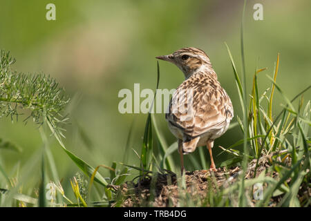 Woodlark (Lullula arborea), Monte Aragats, Armenia. Foto Stock