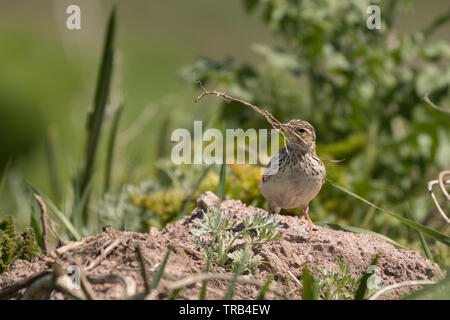 Woodlark (Lullula arborea), Monte Aragats, Armenia. Foto Stock