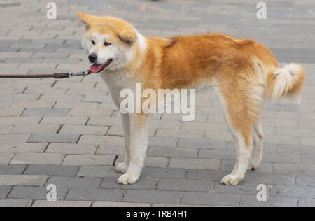 Marrone e bianco Akita inu cane al guinzaglio in una strada in Ucraina Foto Stock