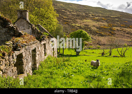 Irlanda del Nord, Co Down, Bassa Mournes, Killeaghan, pecore al pascolo accanto rurale abbandonato cottage Foto Stock