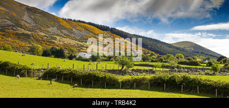 Irlanda del Nord, Co Down Rostrevor, Bassa Mournes, pascolo di ovini in campo di pianura con ginestre coperto Knockshee montagna dietro, panoramica Foto Stock