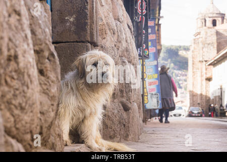 Cane randagio in strada di Cusco, Perù. Foto Stock