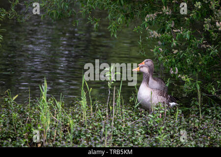 Una coppia di grigio Lag oche Anser anser sui margini di un lago e appartato dal verde del sottobosco Foto Stock