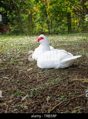 Un anatra Moscovy sat in un parco a fissare la telecamera con i Beady Eye Foto Stock