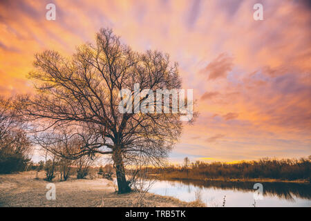 Nero scuro sagome di alberi senza foglie su un sfondo di splendidi e vibranti inizio primavera sunrise tramonto Cielo. La natura del Parco di latifoglie vicino al fiume Foto Stock