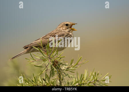 Splendide foto di uccelli. Corn bunting / Emberiza calandra Foto Stock