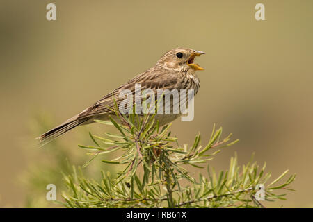 Splendide foto di uccelli. Corn bunting / Emberiza calandra Foto Stock