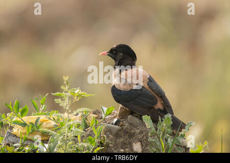 Splendide foto di uccelli. Rosy starling / Pastor roseus Foto Stock