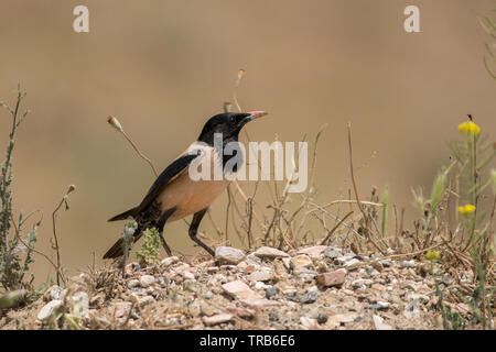 Splendide foto di uccelli. Rosy starling / Pastor roseus Foto Stock