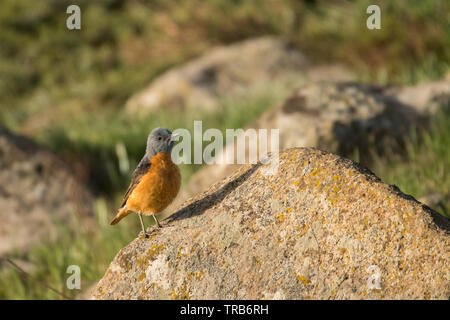 Splendide foto di uccelli. Comune tordo rock / Monticola saxatilis Foto Stock