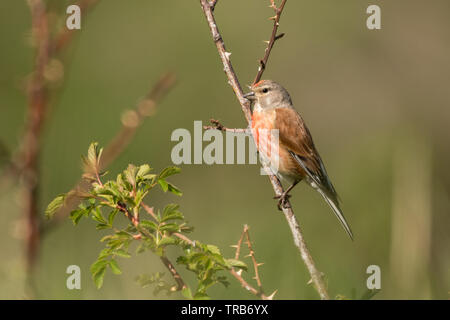 Splendide foto di uccelli. Comuni / linnet Linaria cannabina Foto Stock