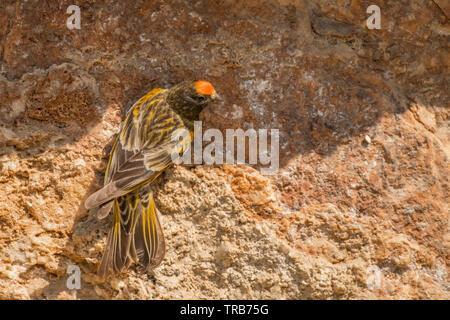 Splendide foto di uccelli. Rosso fiammante (verzellino Serinus pusillus) sulla roccia. Foto Stock