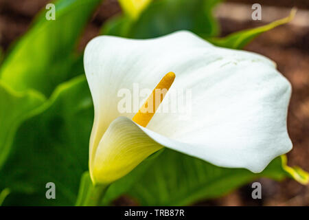 Close-up di gigante white arum lily stame, noto anche come la pasqua lily, zantedeschia aethiopica. Foto Stock