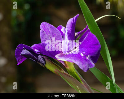 Inizio estate fiore di hardy siberiano, Iris Iris sibirica "increspato Velvet" Foto Stock