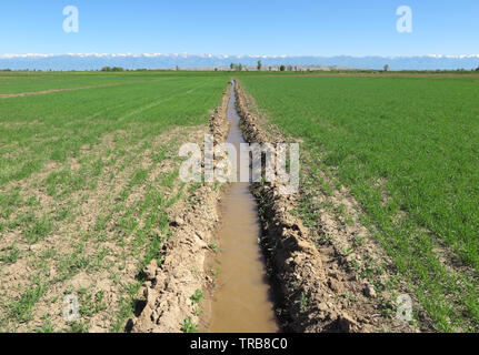 Un Fosso di Irrigazione che attraversa un campo di orzo in Kirghizistan. Foto Stock