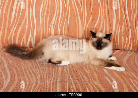 Un punto di tenuta Birman cat, 1 anno vecchio cat , maschio con gli occhi blu è sdraiato sul divano Foto Stock