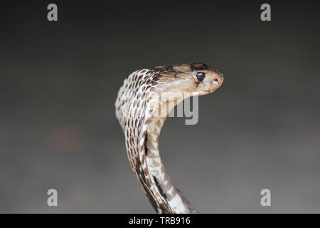 Cobra nella posizione attacco Foto Stock