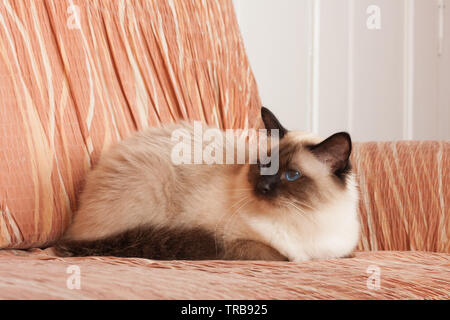 Un punto di tenuta Birman cat, 1 anno vecchio cat , maschio con gli occhi blu è sdraiato sul divano Foto Stock