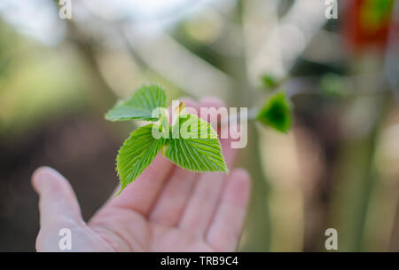 Titolo Davidia involucrata, la colomba-tree, fazzoletto tree, tasca fazzoletto albero o albero di ghost in primavera. Primo piano. Foto Stock