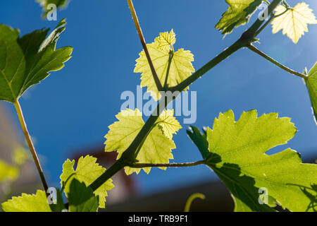 Foglie di uva sui rami al sole Foto Stock