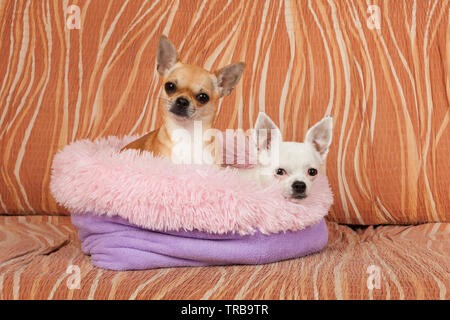 Due Chihuahua cani sono giacenti sul morbido letto cane da fibra cava sul divano , 2,5 anni cannella femmina e 5 anni femmina bianca. Foto Stock