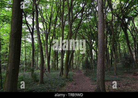 Legno di faggio chiamato Great Wood vicino a Maggie Bottom, vicino a Shoreham, Kent, Inghilterra. Vicino al sentiero dei pellegrini Foto Stock