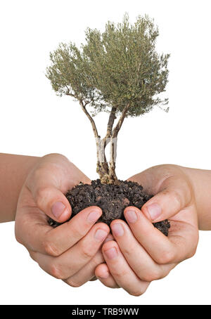 Albero di olivo di palme come un dono Foto Stock