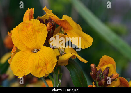 Close up erysimum giallo (violaciocca) fiori in fiore Foto Stock