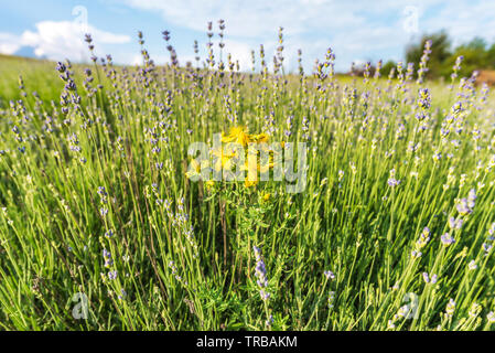 Hypericum perforatum, noto come perforare il St John's-wort, comune di Saint John's wort. Erba di San Giovanni. Hypericaceae. Foto Stock