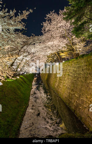 La molla di fiori di ciliegio visualizzazione (noto come hanami in giapponese) presso il Castello di Kanazawa di notte, Giappone. Città di Kanazawa, Ishikawa Prefettura, Giappone occidentale. Foto Stock