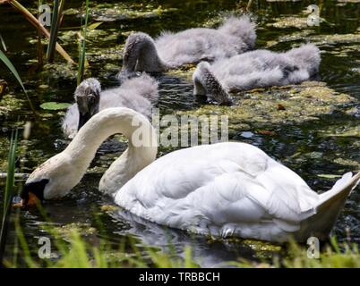 Swan e cygnets sullo stagno Foto Stock