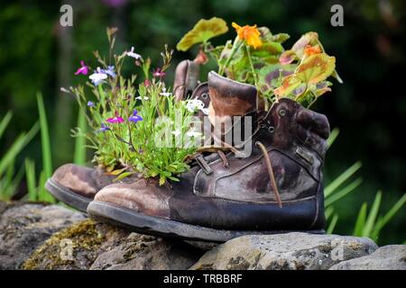 Stivali vecchi con fiori da giardino Foto Stock