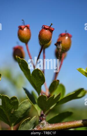 Wild Rose hips nella siepe Foto Stock