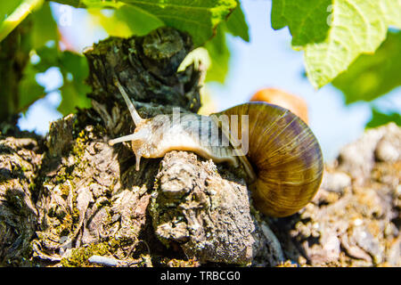 Terra di borgogna lumaca (latino: Helix pomatia) è una specie di grande, commestibili o lumaca escargot per cucinare, spesso si trovano nei vigneti ed è difficile da cu Foto Stock