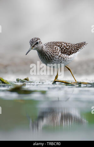 Wood sandpiper (Tringa glareola), medie trampolieri da un bellissimo stagno in Moravia del Sud, Repubblica Ceca Foto Stock